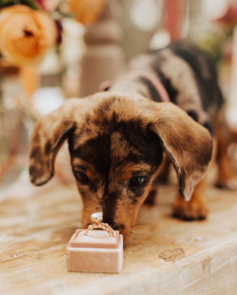 Proposal At Home With A Dog