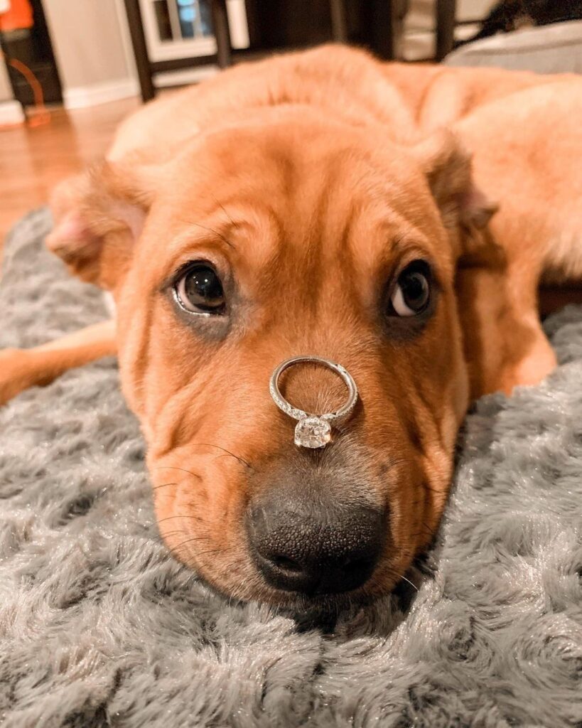 Proposal At Home With A Dog