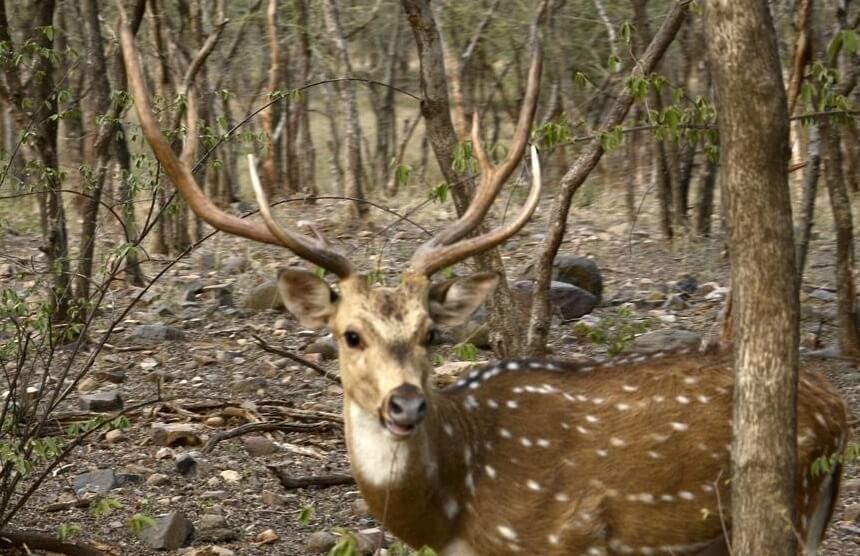 Sawai-mansingh-Wildlife-Sanctuary